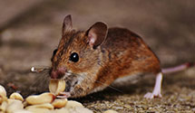 24 Hour & Emergency Exterminators in Hbg Inter Airp, PA